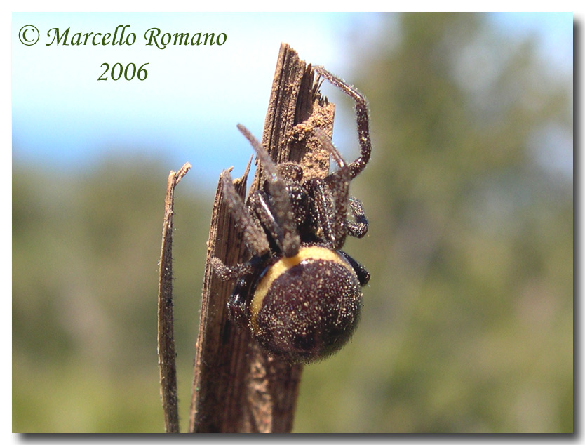 Steatoda paykulliana